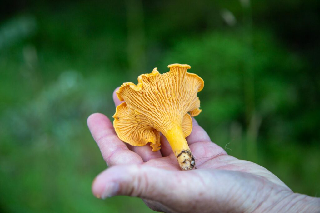 holding a chanterelle mushroom