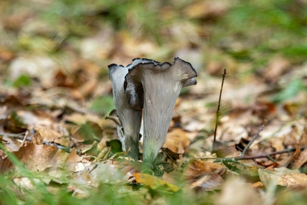 black trumpet mushrooms on forest floor