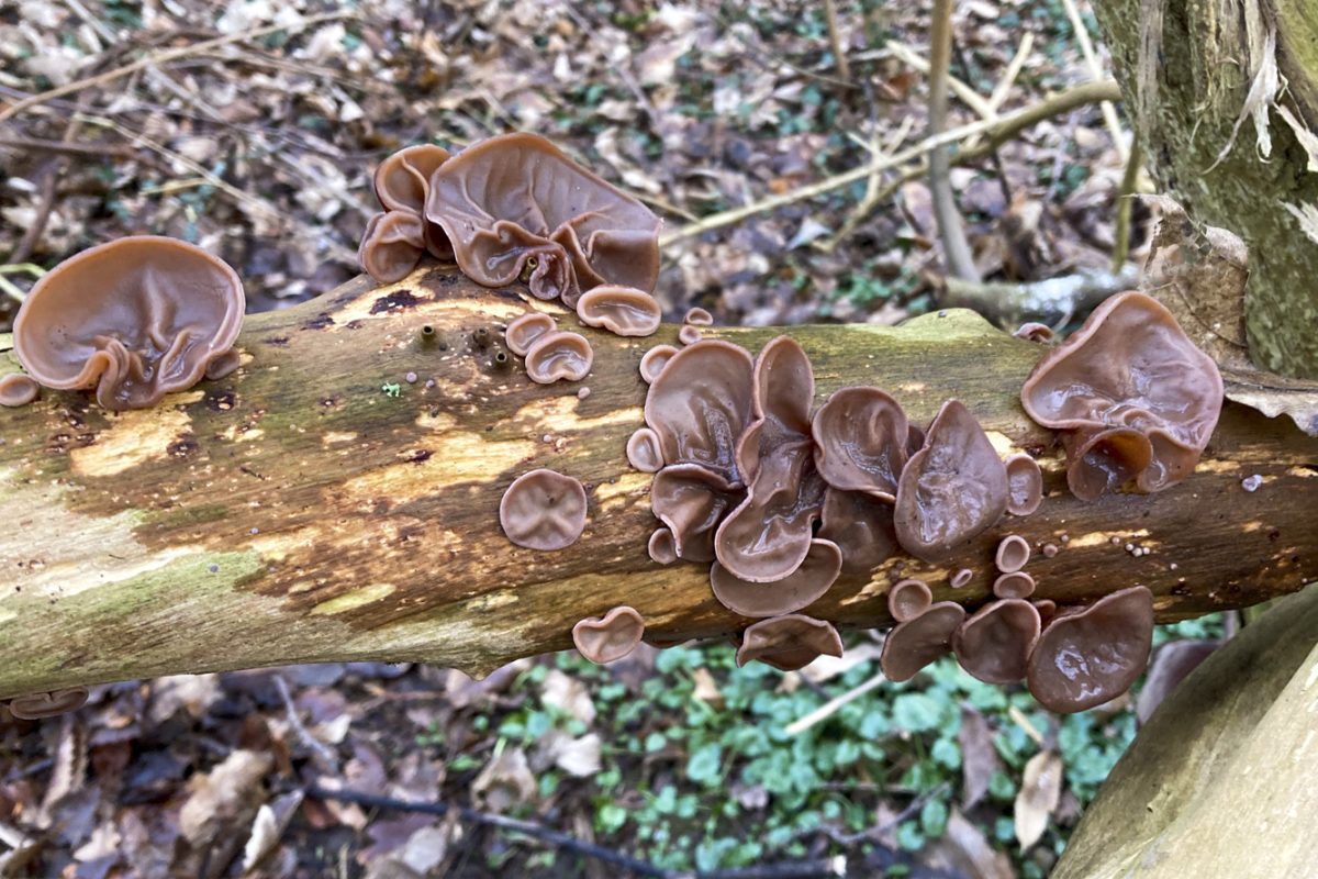 Foraging for Wood Ear